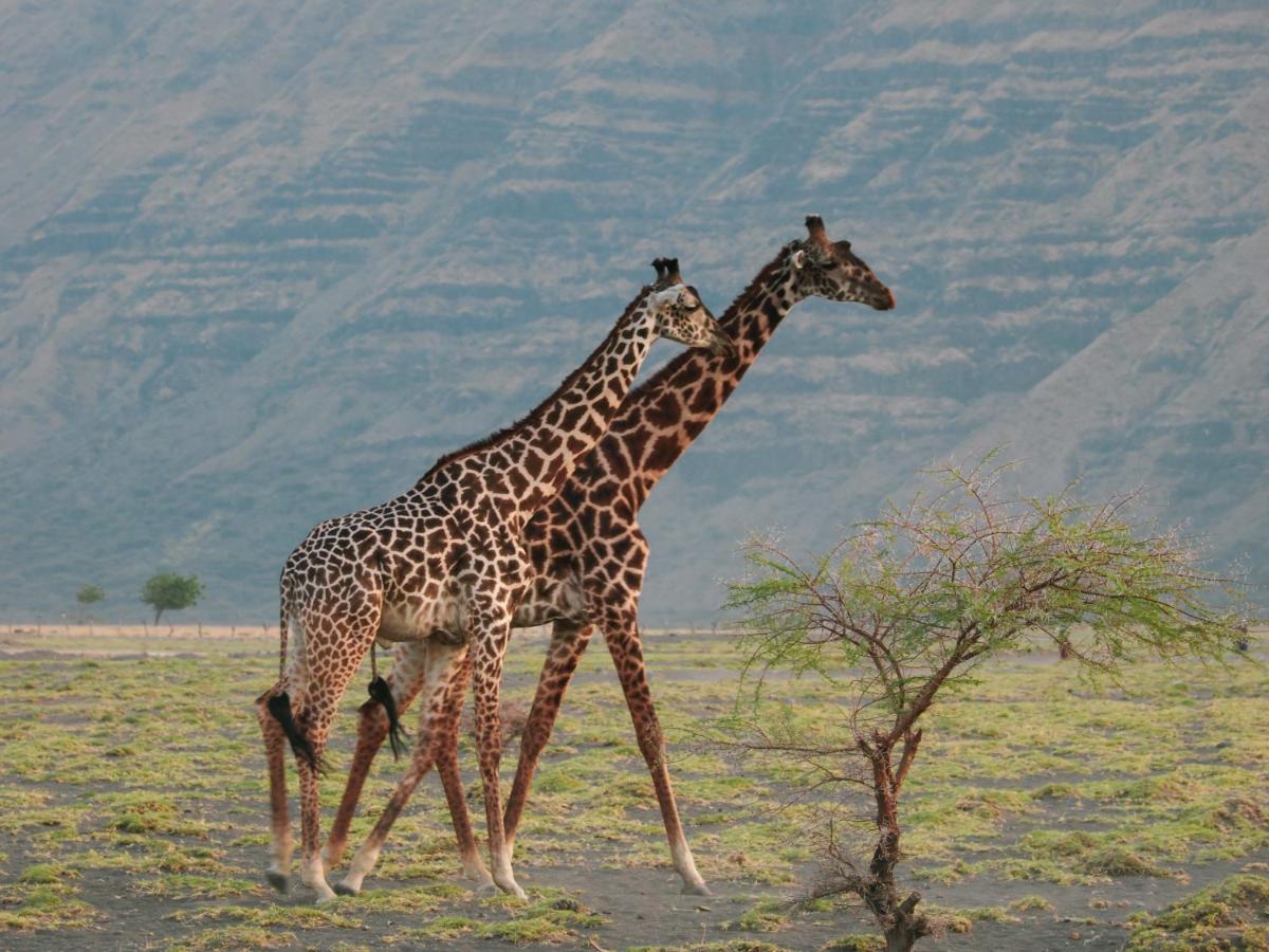 Lake Natron Maasai Giraffe Eco Lodge And Camping Mtowabaga Exterior photo