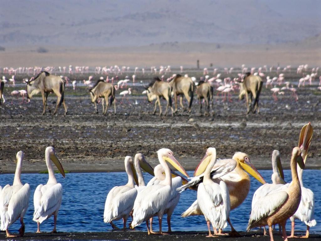 Lake Natron Maasai Giraffe Eco Lodge And Camping Mtowabaga Exterior photo