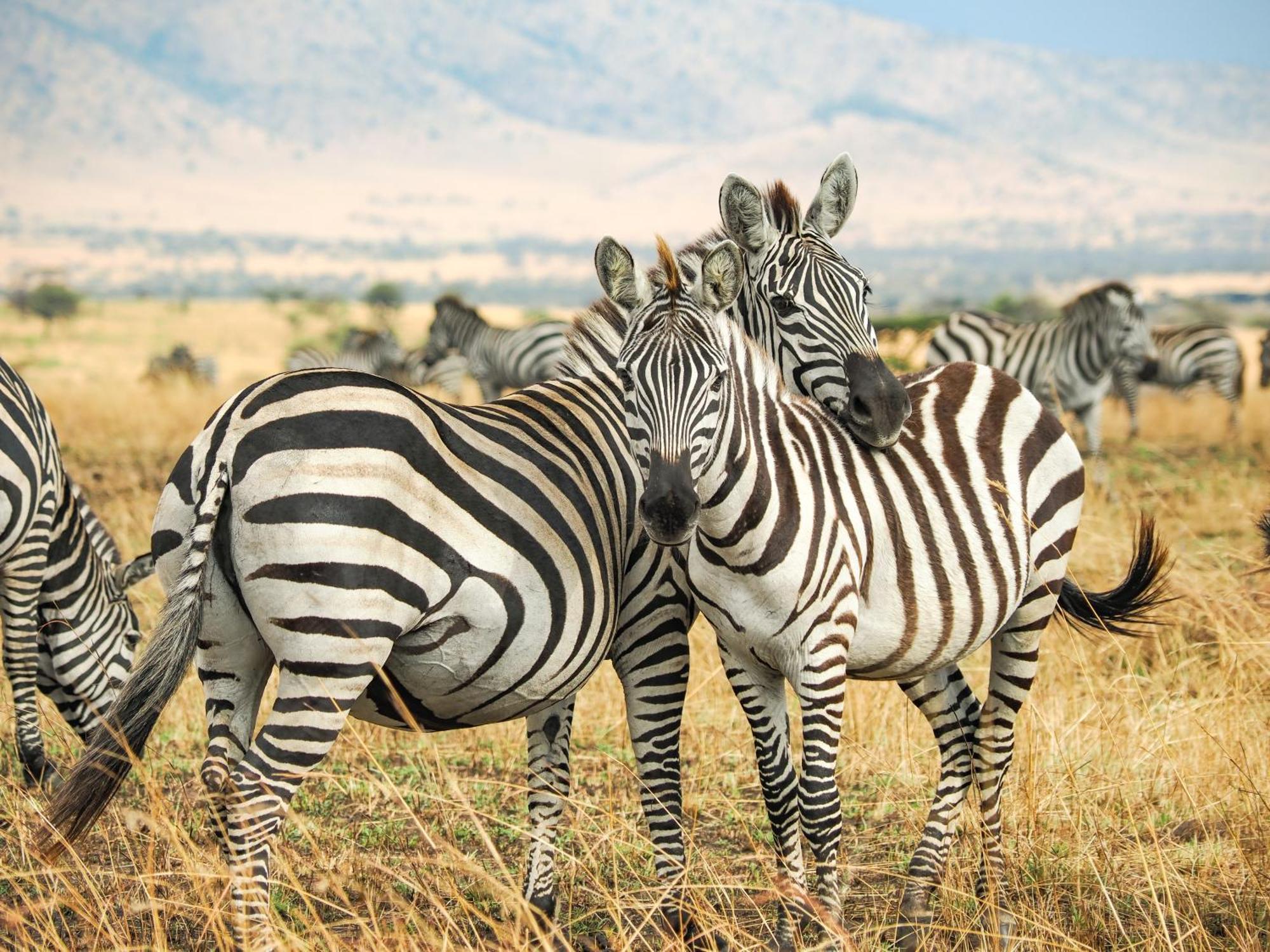 Lake Natron Maasai Giraffe Eco Lodge And Camping Mtowabaga Exterior photo